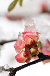 frozen blossom