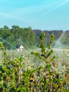Sprinklers for night frost protection in orchard