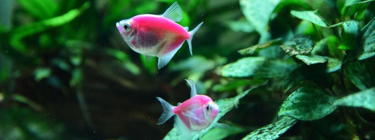 Aquarium temperature monitoring