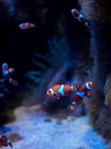 Fishtank monitoring