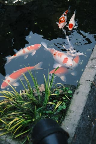 monitor koi pond